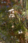 Pond Cypress